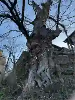 武蔵御嶽神社(東京都)