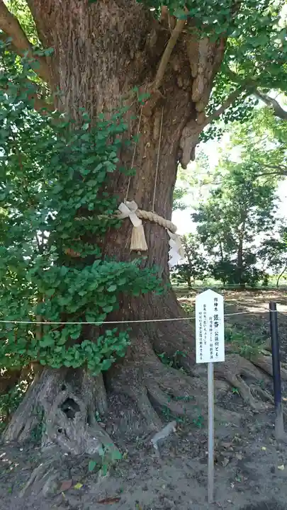 白子神社の自然