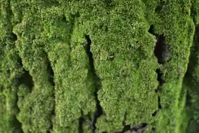 金鑚神社(埼玉県)