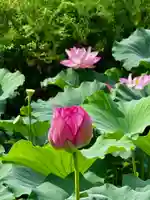 東寺(教王護国寺)(京都府)