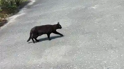 頂妙寺(京都府)