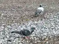 阿邪訶根神社(福島県)