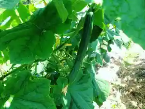 滑川神社 - 仕事と子どもの守り神の自然(2019年11月30日(土) 19時13分00秒投稿)