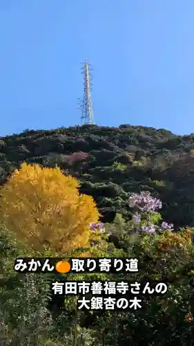 善福寺の{uncategorized: "未分類", other: "その他", undefined: "問題あり", building: "その他建物", grave: "お墓", sacred_gate: "鳥居", guardian: "狛犬", statue: "像", buddha: "仏像", history: "歴史", nature: "自然", garden: "庭園", animal: "動物", pagoda: "塔", temizu: "手水舎", mountain_gate: "山門・神門", sanctuary: "本殿・本堂", subordinate: "末社・摂社", art: "芸術", scenery: "景色", jizo: "地蔵", ema: "絵馬", goshuin: "御朱印", omikuji: "おみくじ", items: "授与品その他", amulet: "お守り", goshuincho: "御朱印帳", eats: "食事", festival: "お祭り", votive_dance: "神楽", shichigosan: "七五三参", wedding: "結婚式", experience: "体験その他", initially: "初詣", around: "周辺", anti_infection: "感染症対策"}