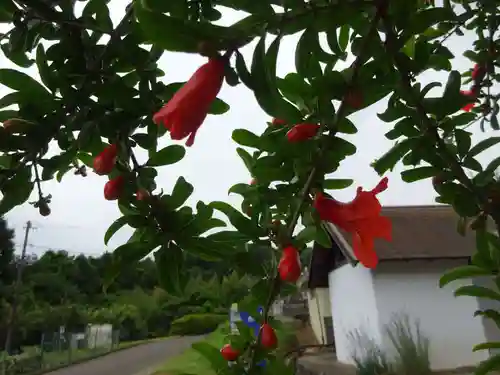 伊勢原 法泉寺の自然
