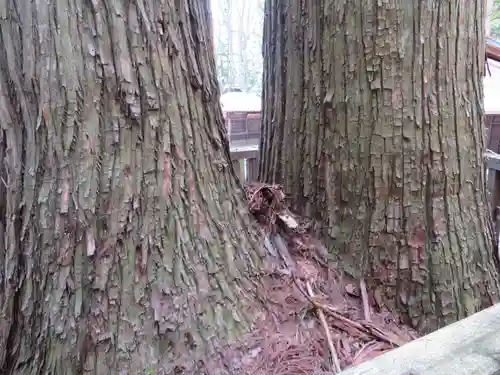 小野神社の自然