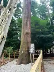 渭伊神社の自然