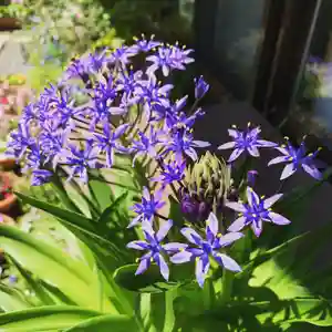 豊景神社の自然(2020年05月17日(日) 06時45分51秒投稿)
