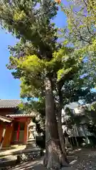 八幡神社(福井県)