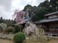 大野寺の自然