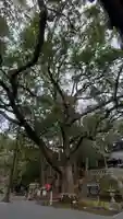 事任八幡宮の自然