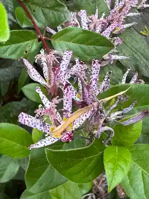 神炊館神社 ⁂奥州須賀川総鎮守⁂(福島県)