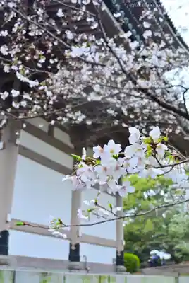 総持寺(神奈川県)