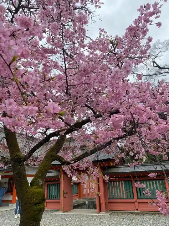 富士山本宮浅間大社(静岡県)