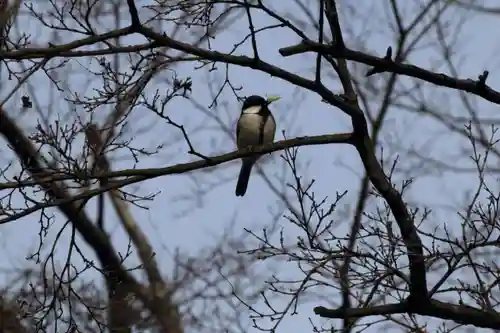 開成山大神宮の自然