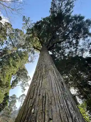 英彦山豊前坊高住神社の自然