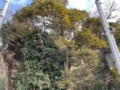 山中貞心神社の自然