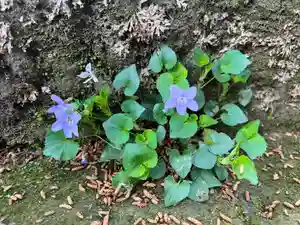 大宮温泉神社の自然(2023年04月15日(土) 07時27分21秒投稿)