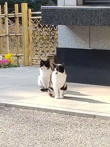 白金氷川神社の動物