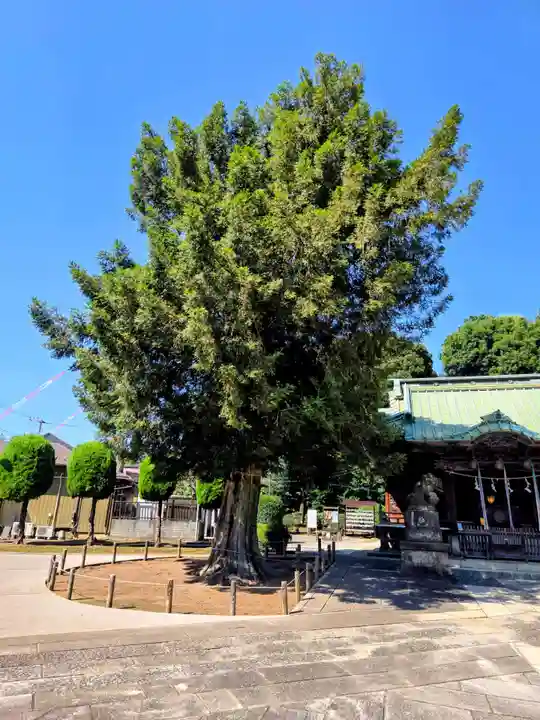 諏訪神社(東京都)