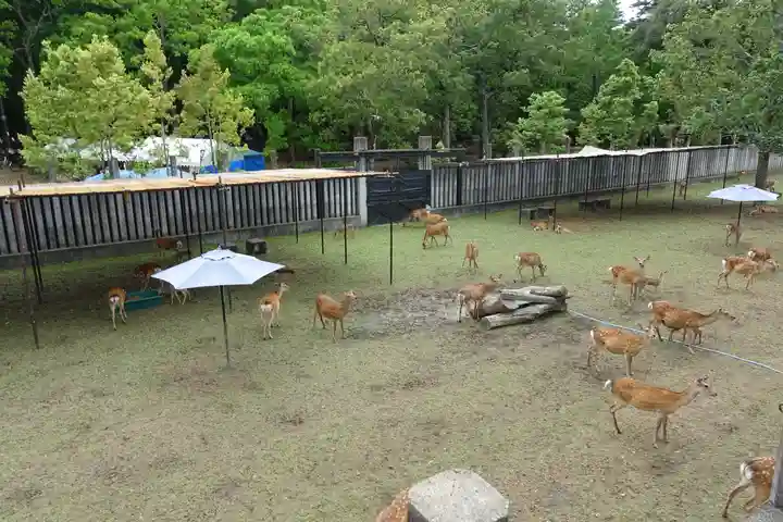 春日大社の動物