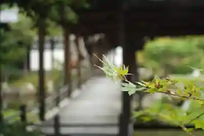 高台寺（高台寿聖禅寺・高臺寺）(京都府)
