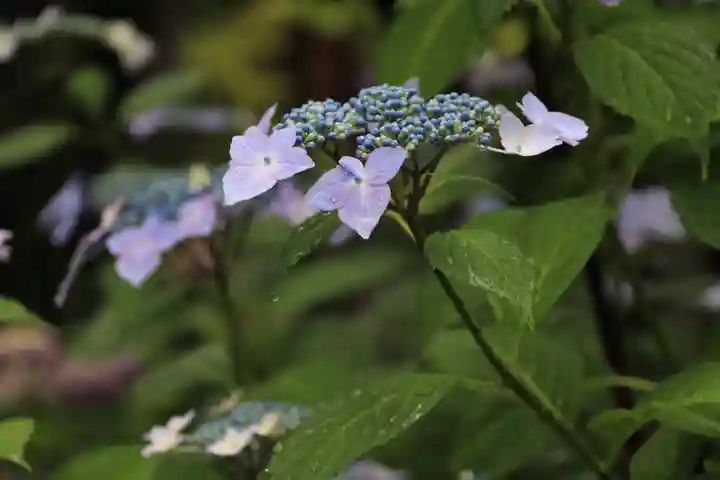 開成山大神宮の自然