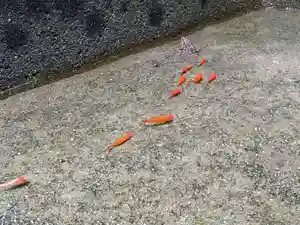 石内のお大師さん 金剛院(広島県)(2022年08月04日(木) 17時48分39秒投稿)