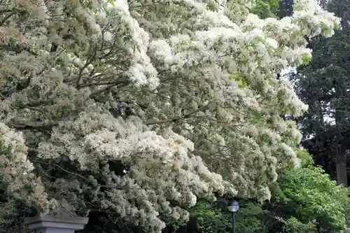 沙沙貴神社(滋賀県)