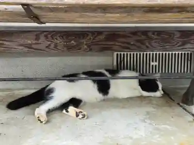 御誕生寺（猫寺）(福井県)