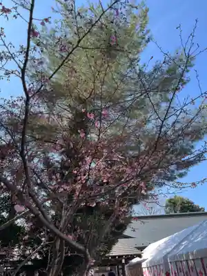 櫻木神社(千葉県)