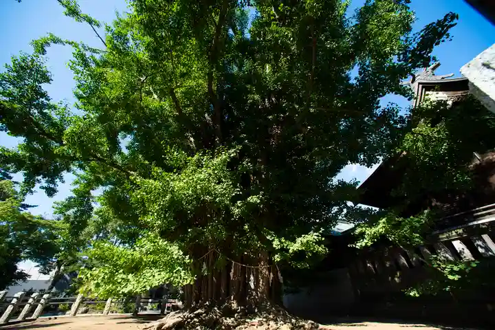 葛飾八幡宮の自然