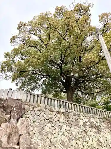 岡崎天満宮の自然