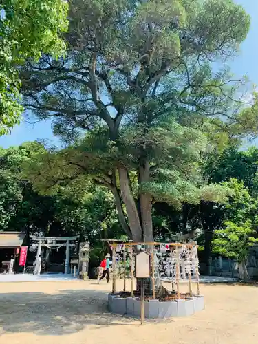 阿智神社の自然