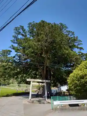 高根白山神社の鳥居