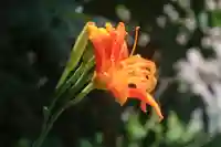 神炊館神社 ⁂奥州須賀川総鎮守⁂の自然