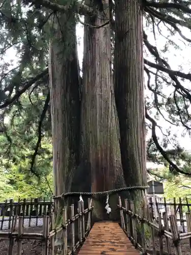 戸隠神社中社の自然