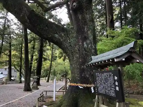 事任八幡宮の自然