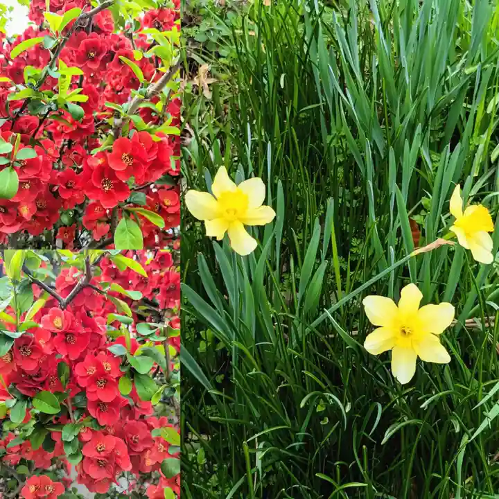 飯綱神社の自然