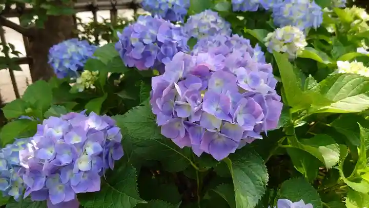 如意寺(愛知県)