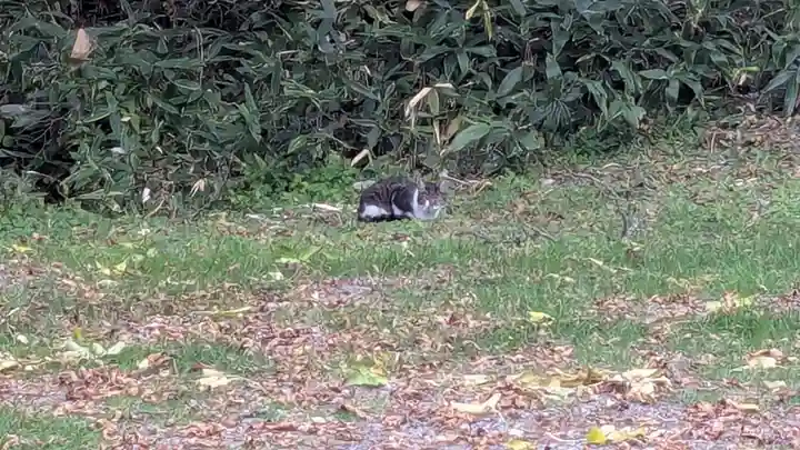 十勝神社の動物