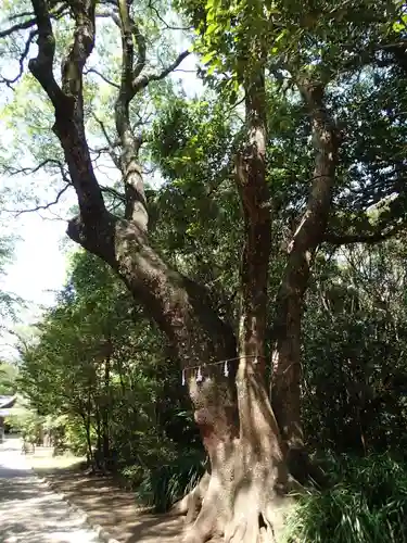 みそぎ御殿の自然