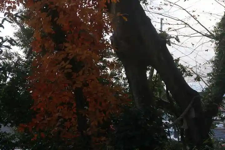阿久津「田村神社」(郡山市阿久津町)旧社名:伊豆箱根三嶋三社の自然