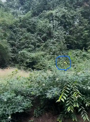 諏訪大社下社春宮(長野県)