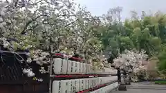 平野神社の自然