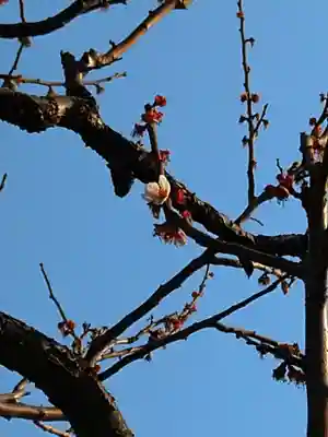 亀戸天神社(東京都)
