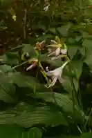龍王神社(愛媛県)