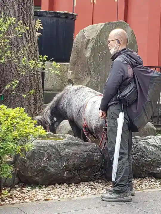 神田神社(神田明神)の動物