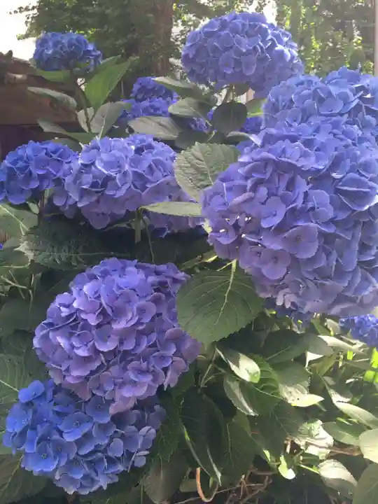 日本橋日枝神社の自然