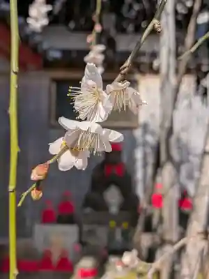 成願寺(東京都)